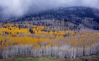 Colorado pioppi nel autunno foto