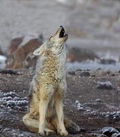 coyote ululato Yellowstone foto