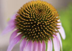 viola coneflower avvicinamento foto