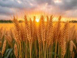 ai generato Grano campo a il tramonto. il allargata maturo Grano è d'oro nel colore foto