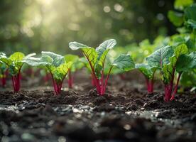 ai generato giovane barbabietola impianti in crescita nel il verdura giardino foto