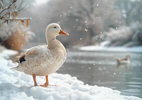 ai generato bianca anatra sta su il neve di il fiume nel inverno foto