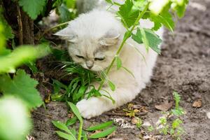 adulto gatto razza Scozzese cincilla di leggero grigio colore, passeggiate all'aperto foto