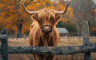 ai generato un' magnifico montanaro mucca con bene capelli esamina con curiosità foto