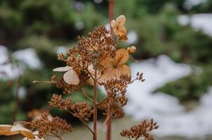 asciutto ortensia nel il giardino nel inverno foto