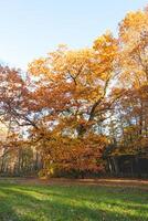 colorato autunno foresta nel il brabante legno nazionale parco. colore durante ottobre e novembre nel il belga campagna. il diversità di mozzafiato natura foto