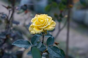 rosa gialla in giardino foto