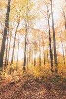 colorato autunno foresta nel il brabante legno nazionale parco. colore durante ottobre e novembre nel il belga campagna. il diversità di mozzafiato natura foto