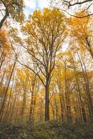 colorato autunno foresta nel il brabante legno nazionale parco. colore durante ottobre e novembre nel il belga campagna. il diversità di mozzafiato natura foto