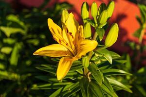 un' luminosa giallo giglio fioritura nel il estate sole foto