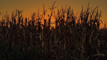 tramonto al di sopra di il Mais campo avvicinarsi raccogliere tempo su su il azienda agricola foto