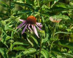 un' vicino su di un' rosa coneflower nel il leggero di mattina foto