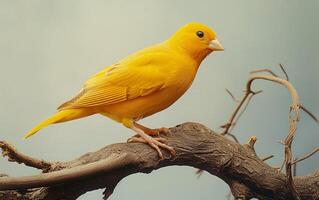 ai generato un' radiante uccello nel occhiali da sole di mostarda giallo, elegantemente arroccato su un' ramo foto