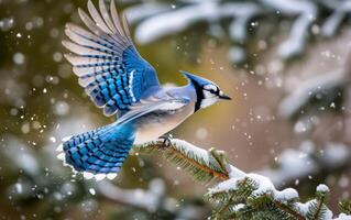 ai generato il decollare di un' blu ghiandaia a partire dal un' neve drappeggiato pino foto