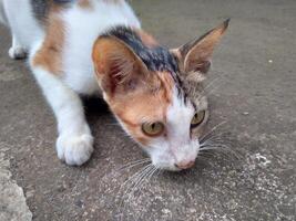 carino gatto guardare il bersaglio foto