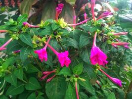 mirabilis jalapa - avvicinamento di il peruviano fiore, mirabilis jalapa, fioritura. foto