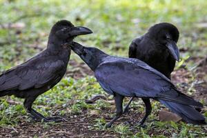 tre di nero piuma corvo su erba campo foto