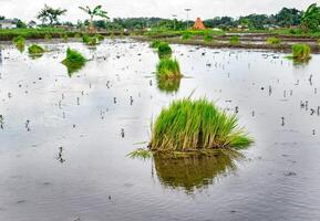un' mazzo di riso piantine nel un' riso campo pronto per essere piantato foto