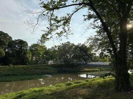 tranquillo fiume scena in mezzo lussureggiante verdura foto