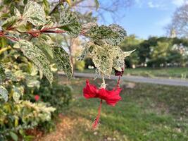 luminosa rosso fiore in mezzo verdura foto