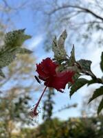 rosso ibisco fioritura in mezzo verde fogliame foto