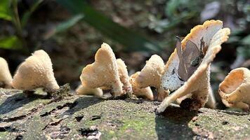 selvaggio funghi in crescita su albero abbaiare nel luce del sole foto