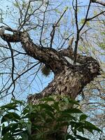 antico albero rami raggiungendo verso il cielo foto