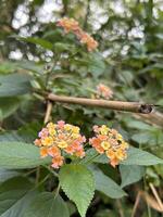 vivace fiori selvatici fioritura nel natura foto