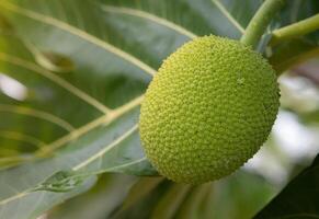 l'albero del pane su albero. salutare frutta e economico colture concetto. foto