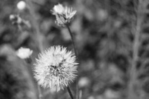 bellissimo selvaggio in crescita fiore seme dente di leone su sfondo prato foto