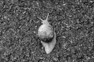 grande lumaca da giardino in guscio che striscia sulla strada bagnata affrettati a casa foto