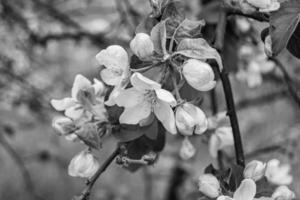 fotografia su tema bellissimo frutta ramo Mela albero con naturale le foglie sotto pulito cielo foto