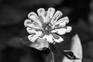 bellissimo selvaggio in crescita fiore zinnia elegans su sfondo prato foto