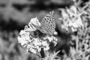 bellissimo fiore farfalla monarca su sfondo prato foto