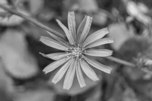 bellezza selvaggio in crescita fiore cicoria ordinario su sfondo prato foto