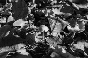 fotografia per tema grande bellissimo velenoso fungo nel foresta su le foglie sfondo foto