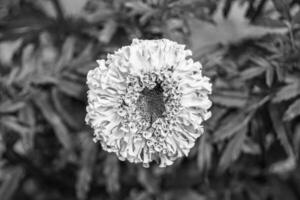 bene selvaggio in crescita fiore calendula calendola su sfondo prato foto