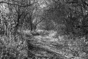 fotografia su tema bellissimo sentiero nel selvaggio fogliame bosco foto