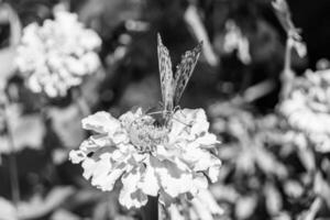 bellissimo fiore farfalla monarca su sfondo prato foto