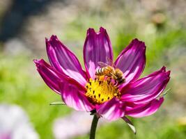 primavera singolo margherita fiore e ape foto