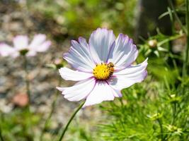 primavera singolo margherita fiore e ape foto