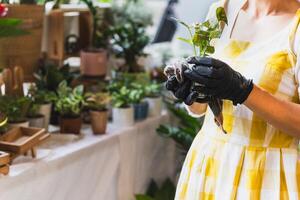 ritagliata tiro di irriconoscibile donna Tenere in vaso fiore pianta nel giardino negozio. foto