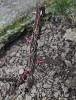 rosa è cresciuto rosa spara foto