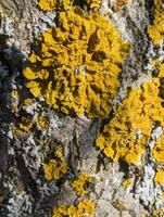 giallo lichene su un' albero nel un' foresta. foto