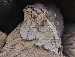 lichene cresce su un' tagliare albero, sfondo, grunge foto