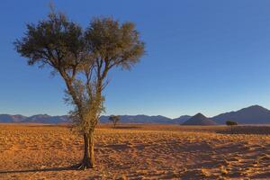 camelthorn albero nel asciutto nazione foto