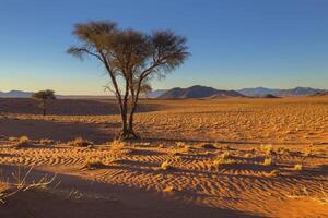 camelthorn albero su il sabbia foto