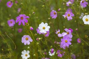 fiori cosmo rosa e bianchi foto