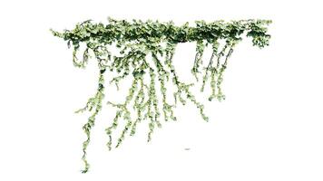 pianta e fiore vite verde edera le foglie tropico impiccagione, arrampicata isolato su trasparente sfondo foto