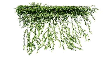 pianta e fiore vite verde edera le foglie tropico impiccagione, arrampicata isolato su bianca sfondo foto